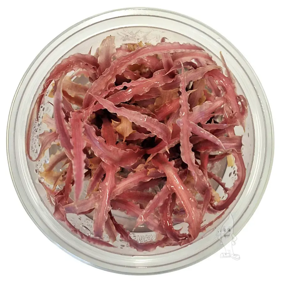 Cryptocoryne Balansae 'Pink' - In Vitro Cup