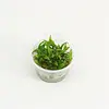 Cryptocoryne Wendtii 'Green Gecko - In Vitro Cup