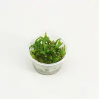 Cryptocoryne Wendtii 'Green Gecko - In Vitro Cup