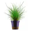 Eleocharus Parvula - In 5 CM Pot