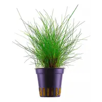 Eleocharus Parvula - In 5 CM Pot