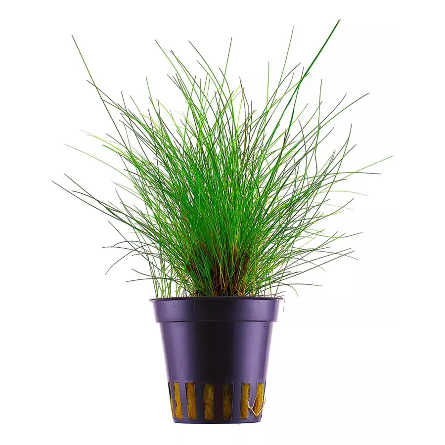 Eleocharus Parvula - In 5 CM Pot