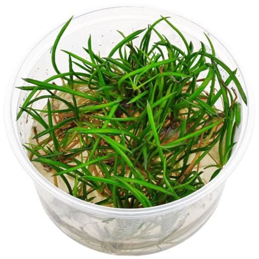 Lithorella Uniflora PE | In vitro cup