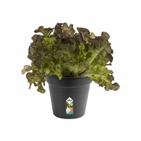 Green Basics Kweekpot