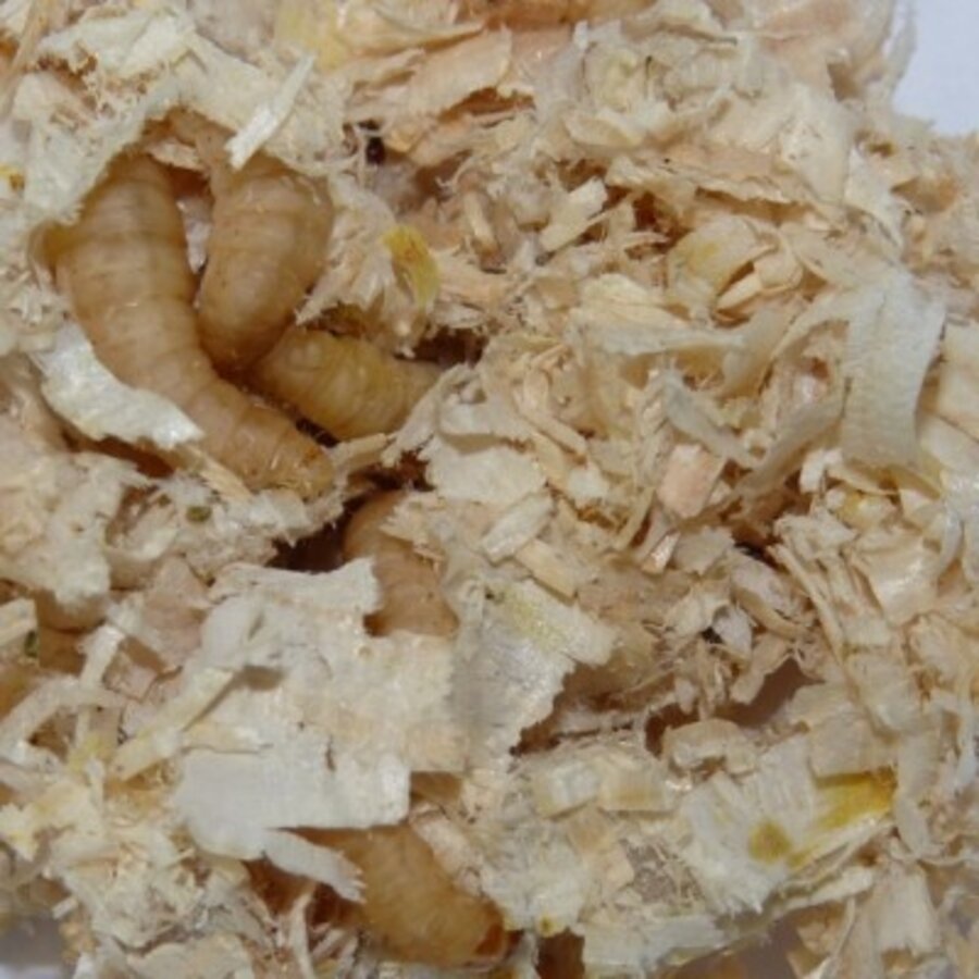 Wasmotlarven zonder voedingsbodem | ca 30 stuks | levend reptielenvoer