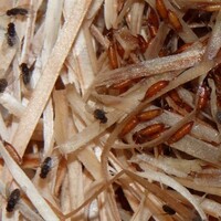 Grote fruitvliegen Drosophila hydei | levende voedseldieren | 500 ml kweekbeker