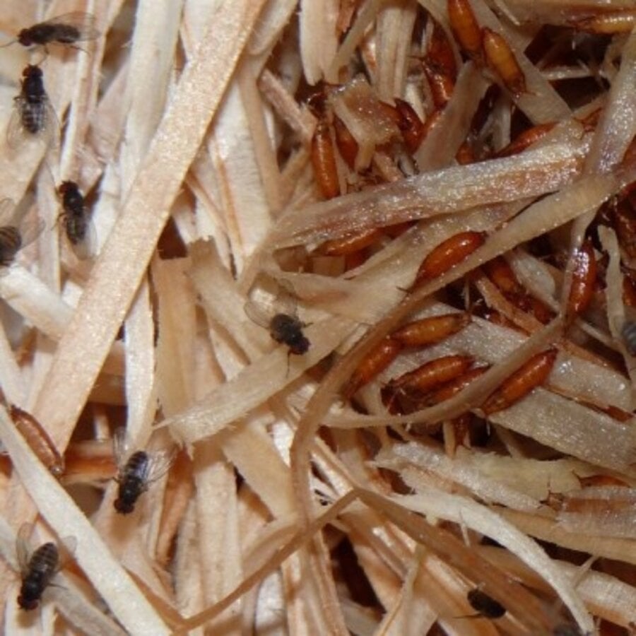 Grote fruitvliegen Drosophila hydei | levende voedseldieren | 500 ml kweekbeker