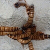 Levende moriowormen | superwormen voor reptielen en vogels