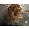 Fruitvliegen groot | Drosophilia hydei “Golden” | 500ml beker