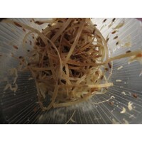 Fruitvliegen groot | Drosophilia hydei “Golden” | 500ml beker
