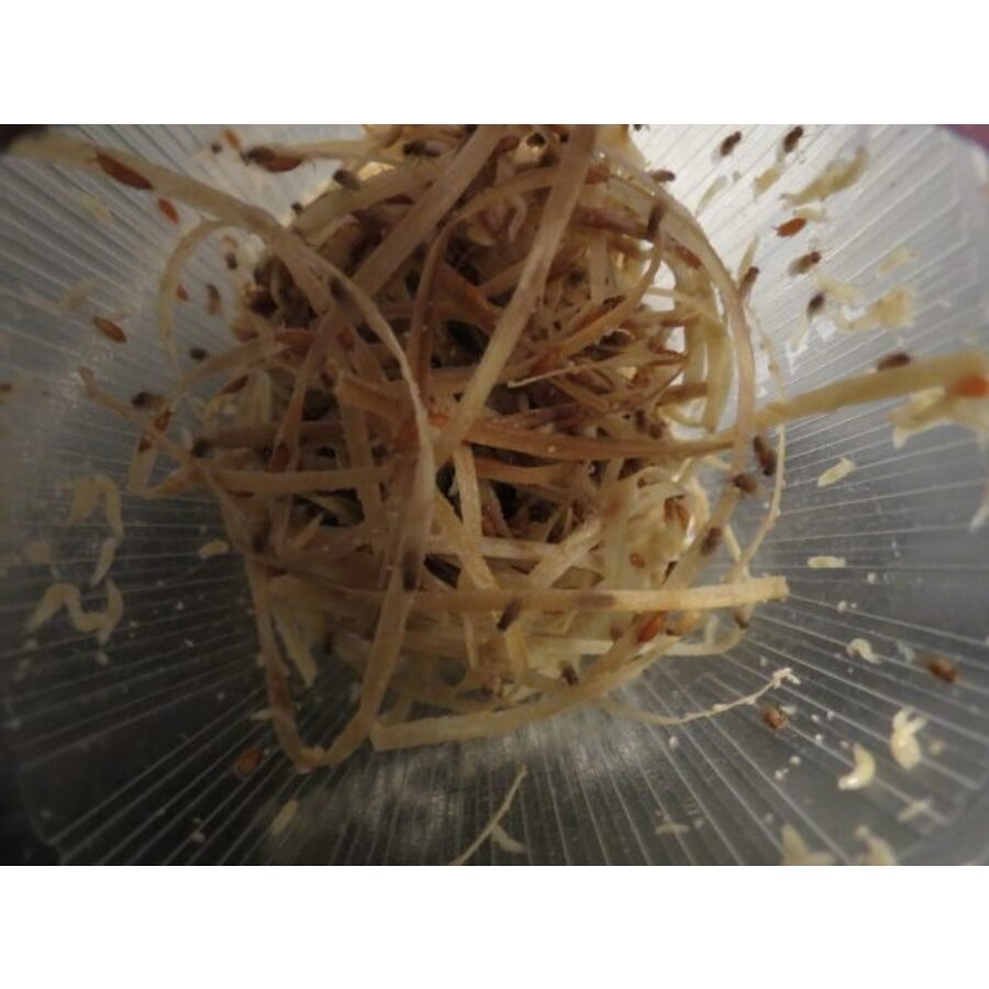 Grote fruitvliegen Drosophila hydei Golden | 500 ml voedseldieren