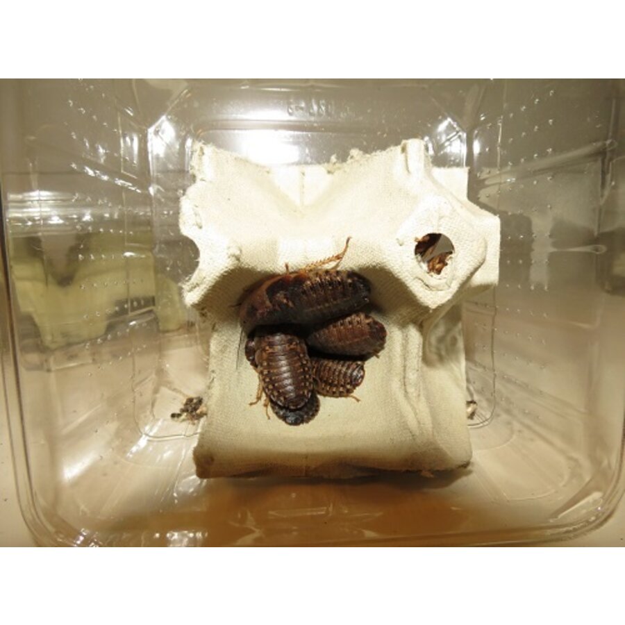 Blaptica dubia kakkerlakken | levend voedseldier voor reptielen en vogels