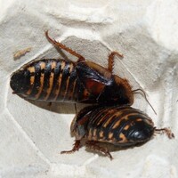 Blaptica dubia kakkerlakken | levend voedseldier voor reptielen en vogels