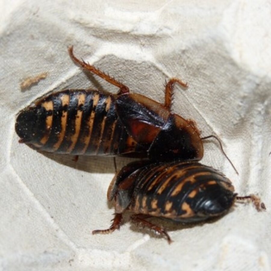 Blaptica dubia kakkerlakken | levend voedseldier voor reptielen en vogels