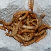 Levende meelwormen | Tenebrio molitor