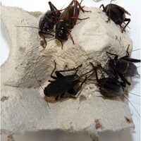 Veldkrekels levend voederinsect voor reptielen en vogels