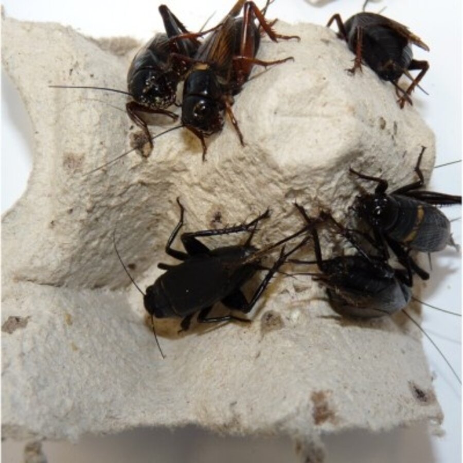 Veldkrekels levend voederinsect voor reptielen en vogels