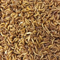 Levende buffalowormen 50 ml | klein levend voer voor reptielen, vogels en vissen