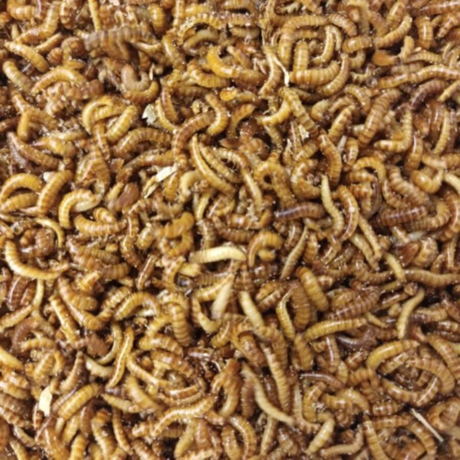 Levende buffalowormen 50 ml | klein levend voer voor reptielen, vogels en vissen