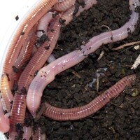 Regenwormen in doos | levende Dendrobaena veneta | ca. 15-20 stuks