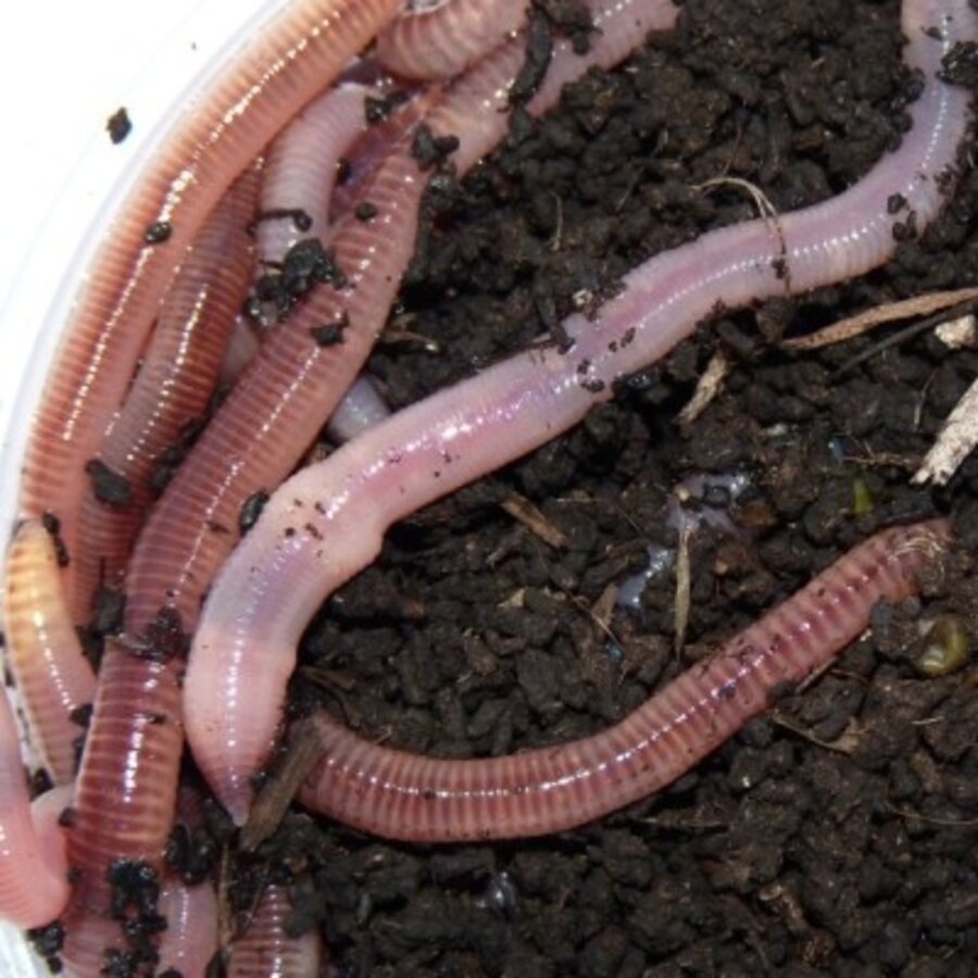 Regenwormen in doos | levende Dendrobaena veneta | ca. 15-20 stuks