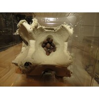 Blaptica dubia kakkerlakken | levend voedseldier voor reptielen en vogels