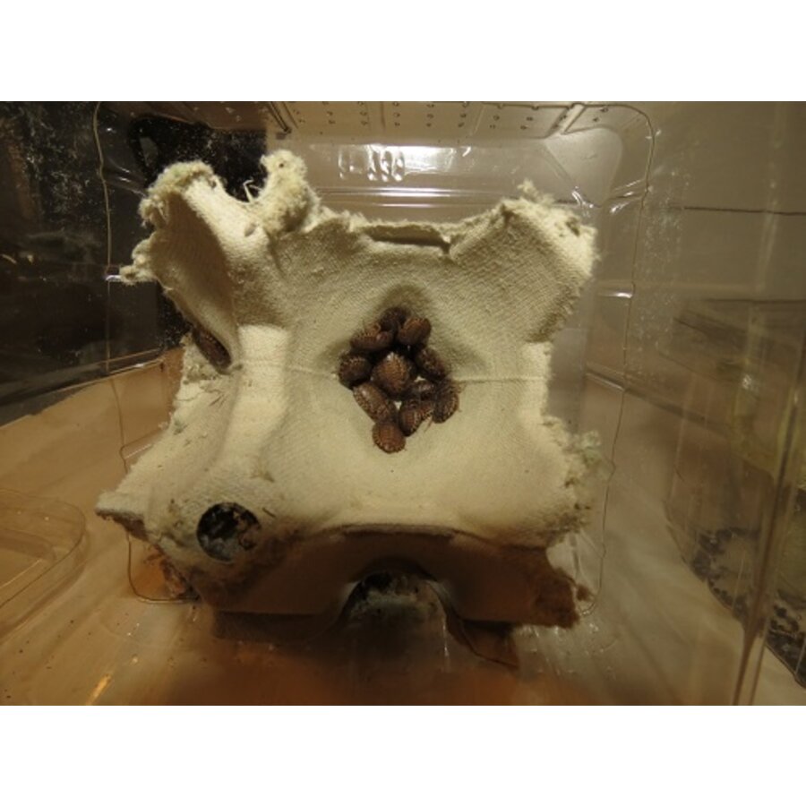 Blaptica dubia kakkerlakken | levend voedseldier voor reptielen en vogels