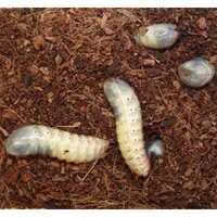Fruitkeverlarven (dolalarven) levend voer | 10 stuks in ventilatiedoosje