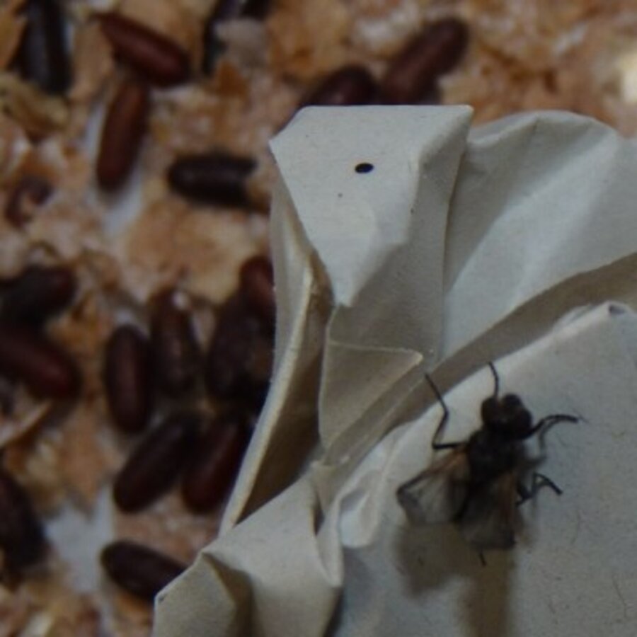 Krulvliegen  | Niet-vliegende voervliegen voor reptielen en amfibieën