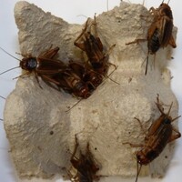 Steppekrekels levend voedseldier | diverse maten en aantallen