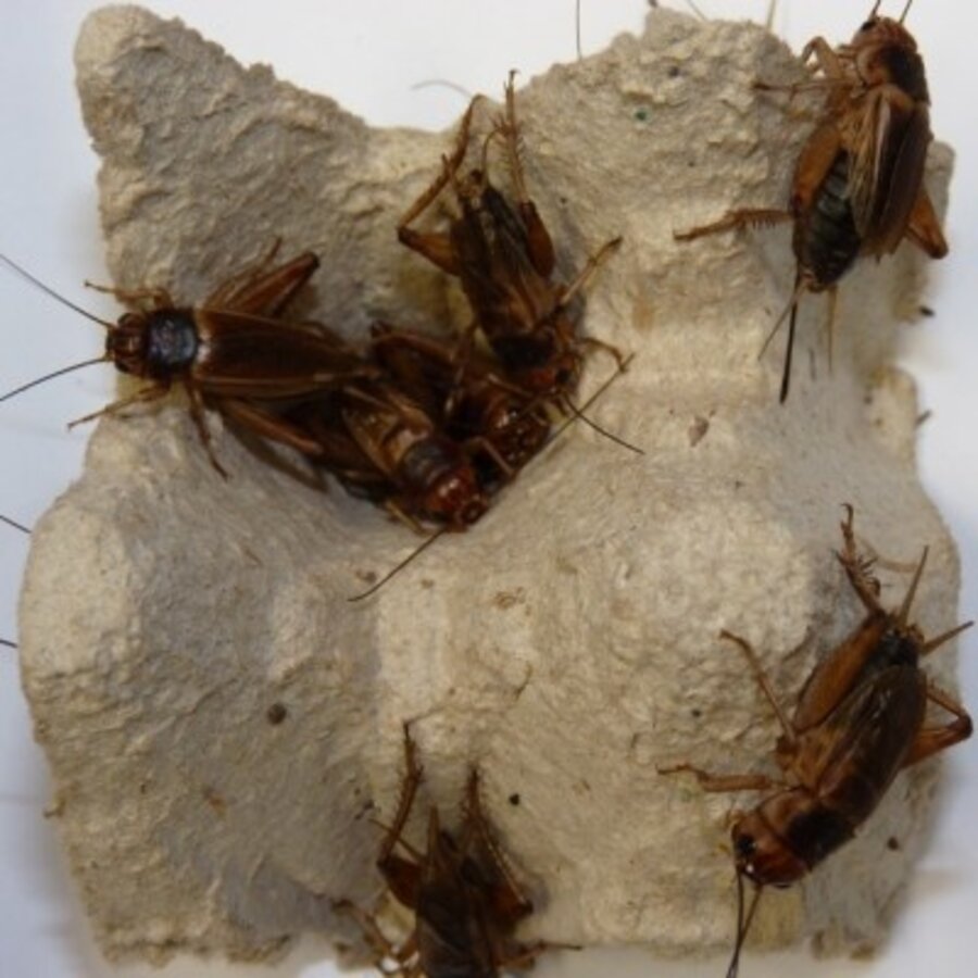 Steppekrekels levend voedseldier | diverse maten en aantallen