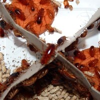 Red Runners voederkakkerlakken | levend voedseldier voor reptielen en insecteneters