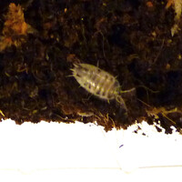 Porcellio laevis “dairy cow” (ca. 12 stuks)