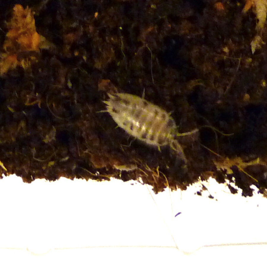 Porcellio laevis “dairy cow” (ca. 12 stuks)