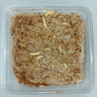 Wasmotlarven met voedingsbodem | levend voedseldier in bewaarbakje