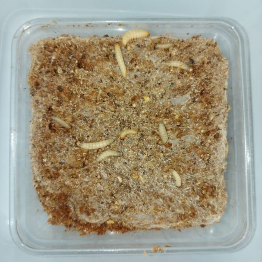 Wasmotlarven met voedingsbodem | levend voedseldier in bewaarbakje