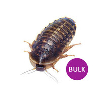 Kakkerlakken bulk 100 stuks