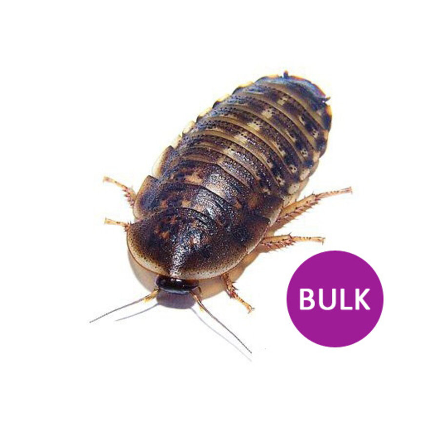 Kakkerlakken bulk 100 stuks