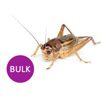 Huiskrekels Bulk verpakking