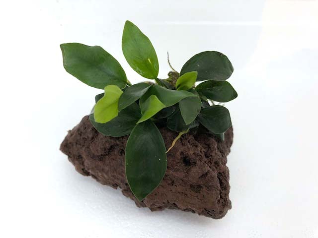 Gewichten - Aquariumplanten kopen? | Korting tot 63