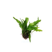 Javavaren op lavasteen (Microsorum Pteropus)