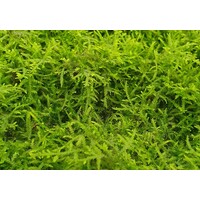 Spikey mos | Punt Mos | In vitro cup