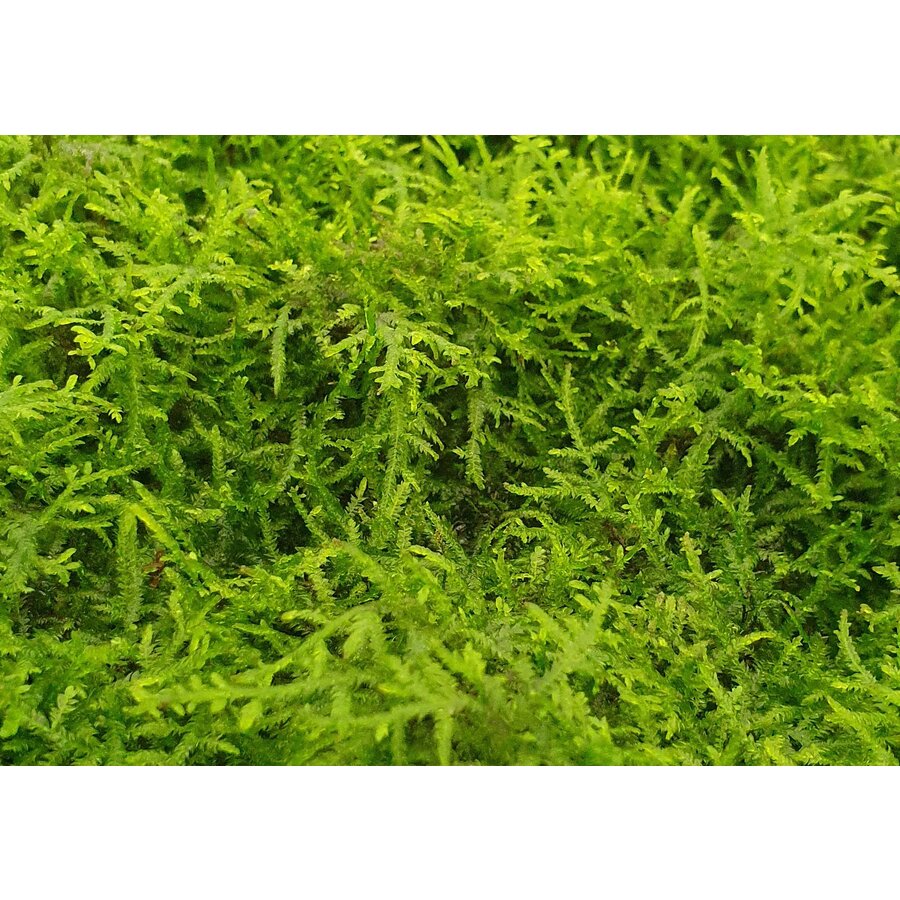 Spikey mos | Punt Mos | In vitro cup