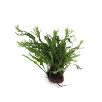 Microsorum pteropus 'Windelov' op lavasteen