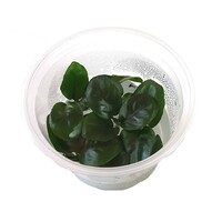 Anubias nangi | In vitro cup