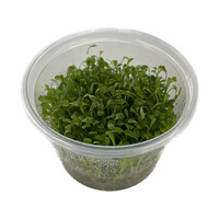 Glossostigma | Australisch dwergkruid | in 100CC vitro cup