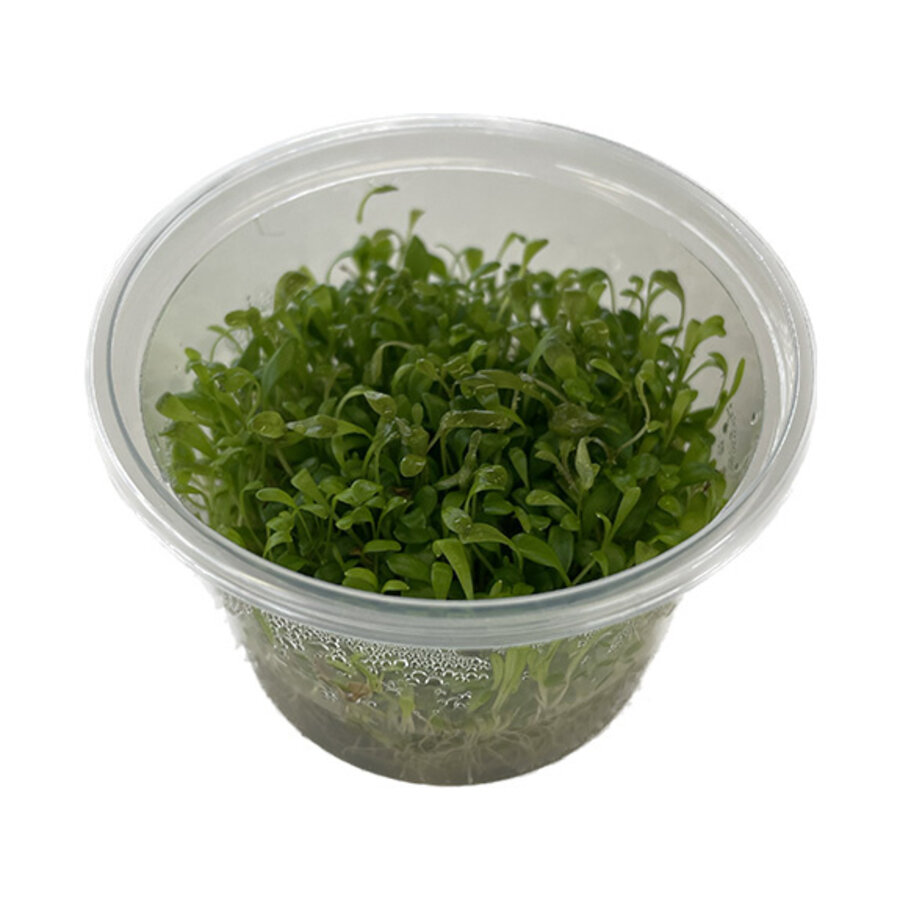 Glossostigma | Australisch dwergkruid | in 100CC vitro cup