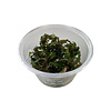 Hygrophila Pinnatifida | Belgisch groen | in 100CC vitro cup