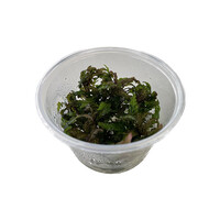 Hygrophila Pinnatifida | Belgisch groen | in 100CC vitro cup