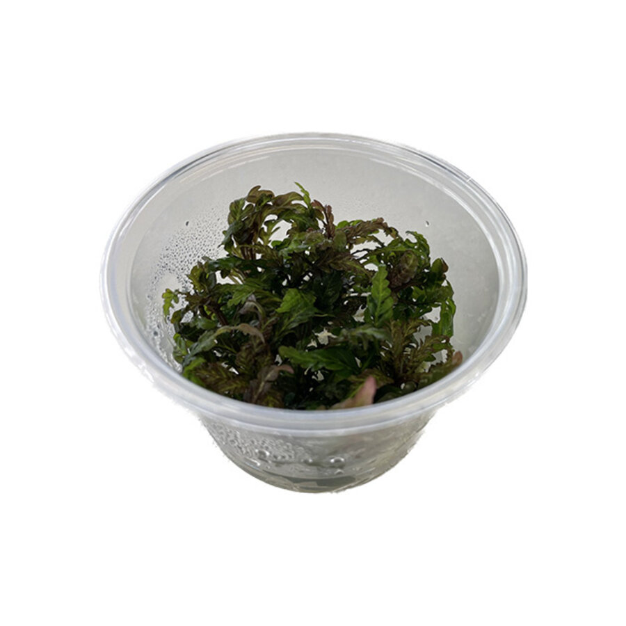 Hygrophila Pinnatifida | Belgisch groen | in 100CC vitro cup